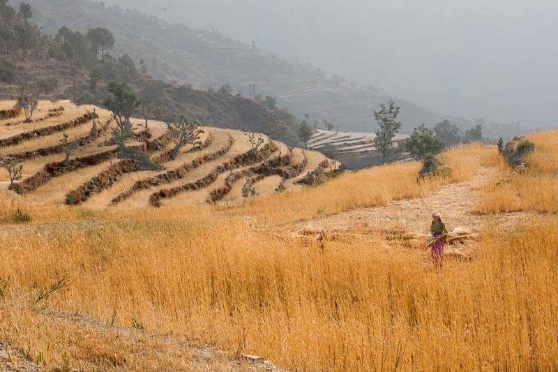 Terrace fields sown with wheat in district Tehri-Garhwal, Uttarakhand